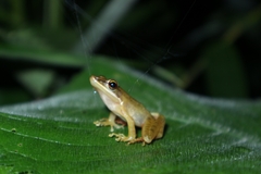 Chalcorana chalconota