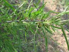 Rhamnus erythroxylum