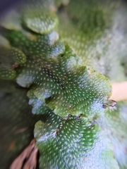 Conocephalum conicum