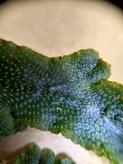 Conocephalum conicum