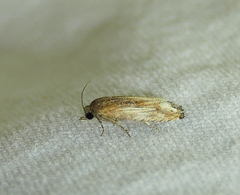 Eucosma rusticana