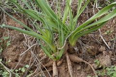 Asphodelus