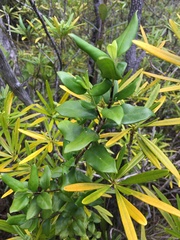 Cyclophyllum tieaense
