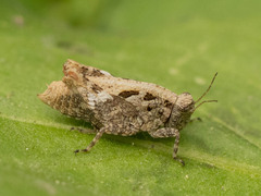 Tetrigidae