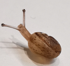 Cornu aspersum