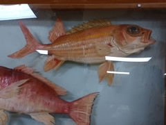 Holocentrus adscensionis