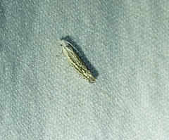 Polyhymno luteostrigella