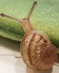 Cornu aspersum