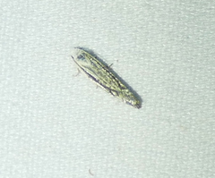 Polyhymno luteostrigella