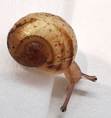 Cornu aspersum