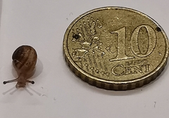 Cornu aspersum