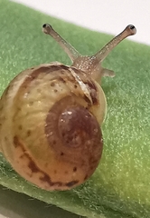 Cornu aspersum