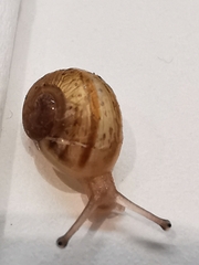 Cornu aspersum