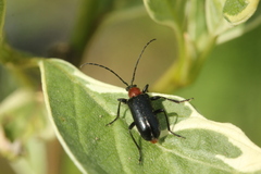Dinoptera collaris