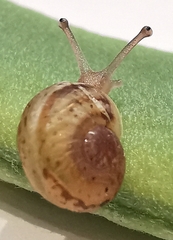 Cornu aspersum