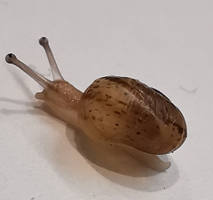 Cornu aspersum