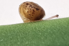 Cornu aspersum