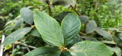 Callicarpa formosana formosana