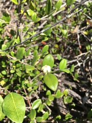 Cyclophyllum tieaense