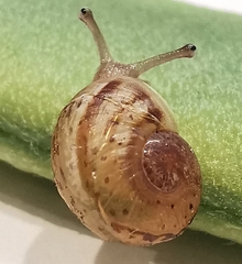 Cornu aspersum