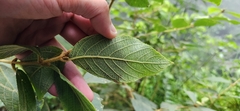 Callicarpa formosana formosana