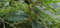 Callicarpa formosana formosana