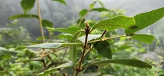 Callicarpa formosana formosana