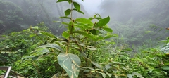 Callicarpa formosana formosana
