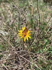 Tegosa