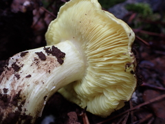 Tricholoma equestre