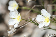 Arenaria grandiflora