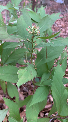 Solidago flexicaulis
