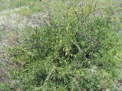 Rhamnus erythroxylum