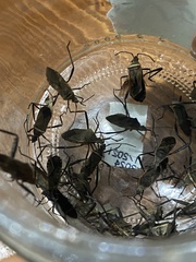 Phthiacnemia picta
