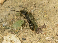 Ectomomyrmex javanus