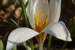 Crocus hyemalis