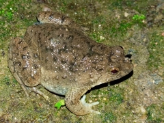 Occidozyga martensii
