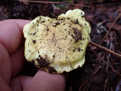 Tricholoma equestre