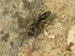 Ectomomyrmex javanus