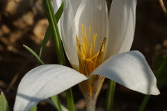 Crocus hyemalis
