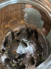 Phthiacnemia picta