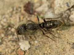 Ectomomyrmex javanus