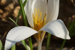 Crocus hyemalis
