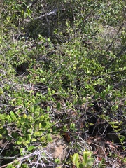 Cyclophyllum tieaense