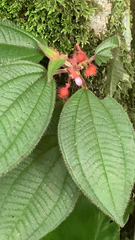 Miconia crenata