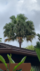 Livistona chinensis