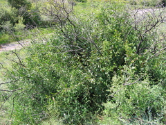 Rhamnus erythroxylum