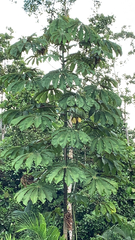 Cecropia obtusifolia