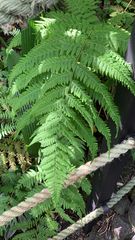Macrothelypteris torresiana