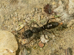 Ectomomyrmex javanus